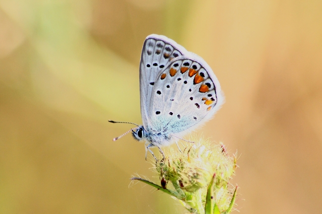 Tutti Polyommatus icarus?